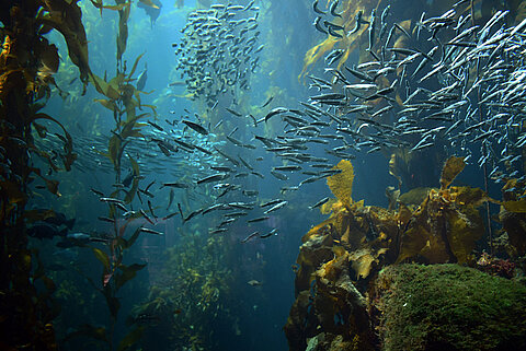 Protection des poissons dans les océans