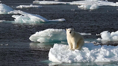 Ours polaire sur la banquise