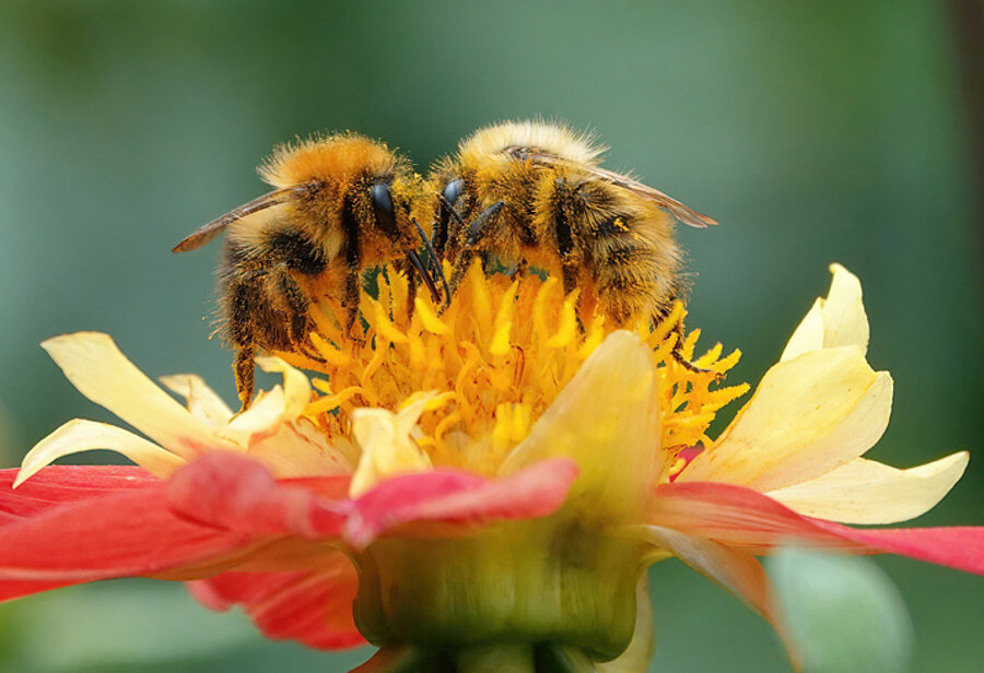 2 abeilles butinent une fleur